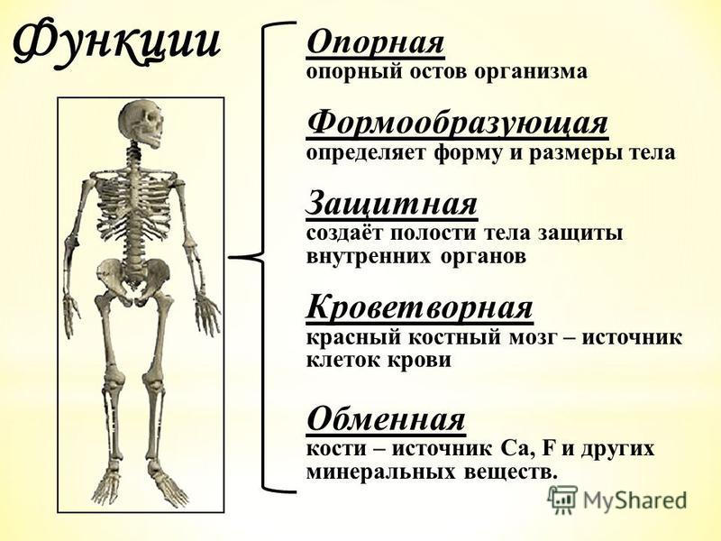 Костная система выполняет в организме функцию. Опорно двигательная система скелет человека анатомия. Опорно-двигательная система человека функции строение и функции. Строение и органы опорно двигательной системы. Опорно-двигательная система состав строение и рост костей.