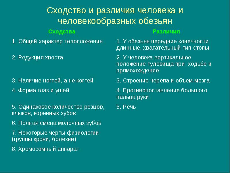 Рассмотрите рисунок укажите черты сходства и различия человека и человекообразных