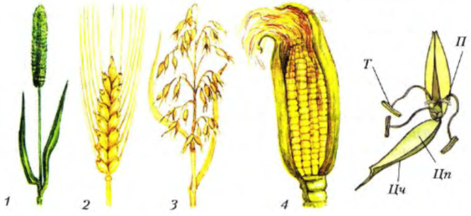 Злаки растения плод. Однодольные растения кукуруза. Однодонные растения кукуруза. Соцветие кукурузы. Семейство злаковые кукуруза.
