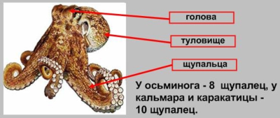 Редуцированная раковина. Головоногие моллюски внешнее строение. Внешнее строение головоногих моллюсков. Строение раковины головоногих моллюсков. Внешнее строение осьминога.