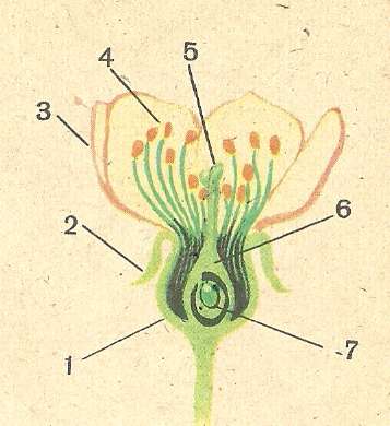 Цветок орган полового размножения растения. Строение цветка амариллиса. Строение цветка смородины. Органы размножения цветка. Строение цветка примулы.
