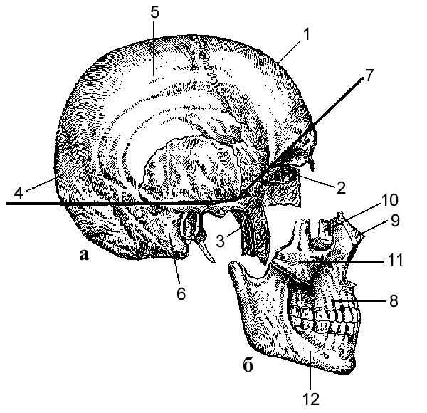 Кости свода мозгового отдела черепа. Скелет головы отделы свод и основание черепа. Граница мозгового и лицевого отделов черепа.