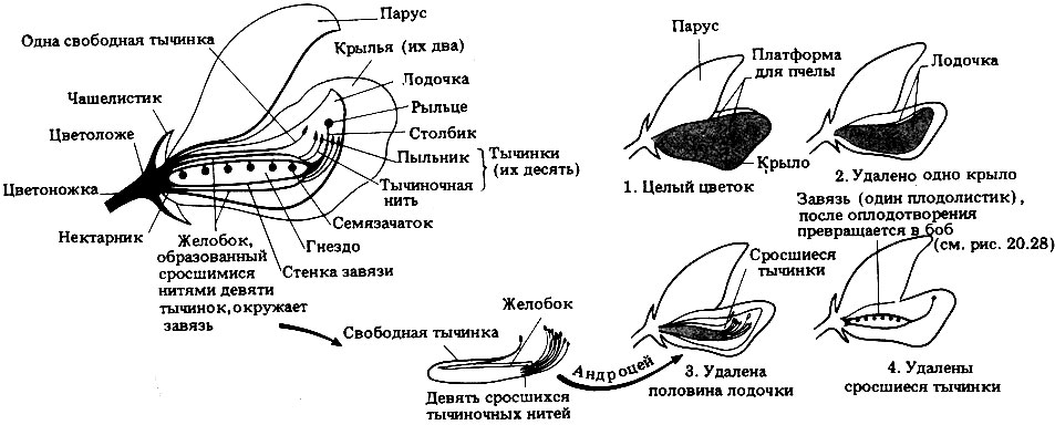 Горох в разрезе схема