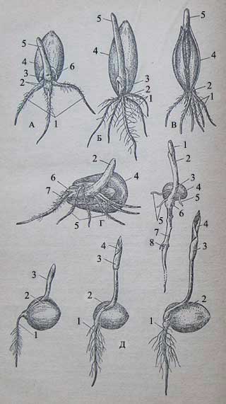 Даны в случайном порядке рисунки прорастания фасоли и зерна ячменя
