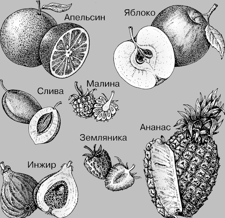 Виды плодов