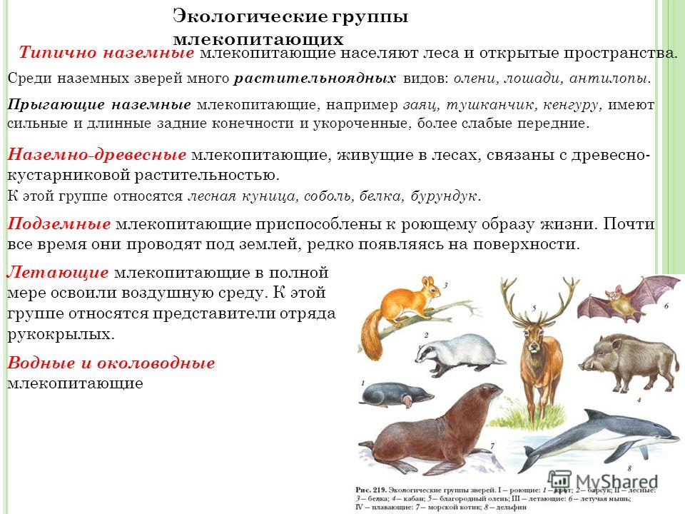 Наземное млекопитающее примеры. Экологические группы млекопитающих 7 класс биология. Экологические группы млекопитающих наземные. Экологические группы животных 7 класс биология. Таблица экологические группы млекопитающих по биологии 7.