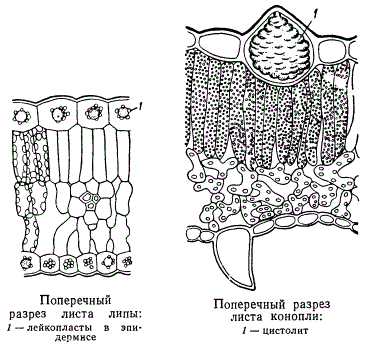 Рисунок покровной ткани