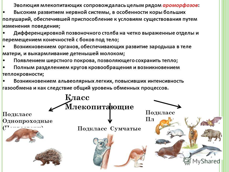 Эволюционные изменения млекопитающих