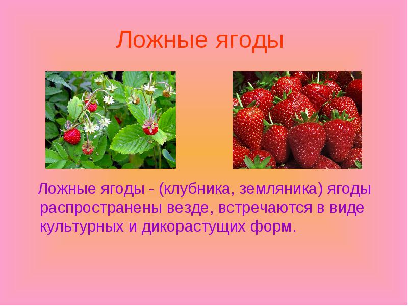 Какие овощи являются ягодами. Ложные ягоды. Строение ягоды. Земляника ложная ягода.