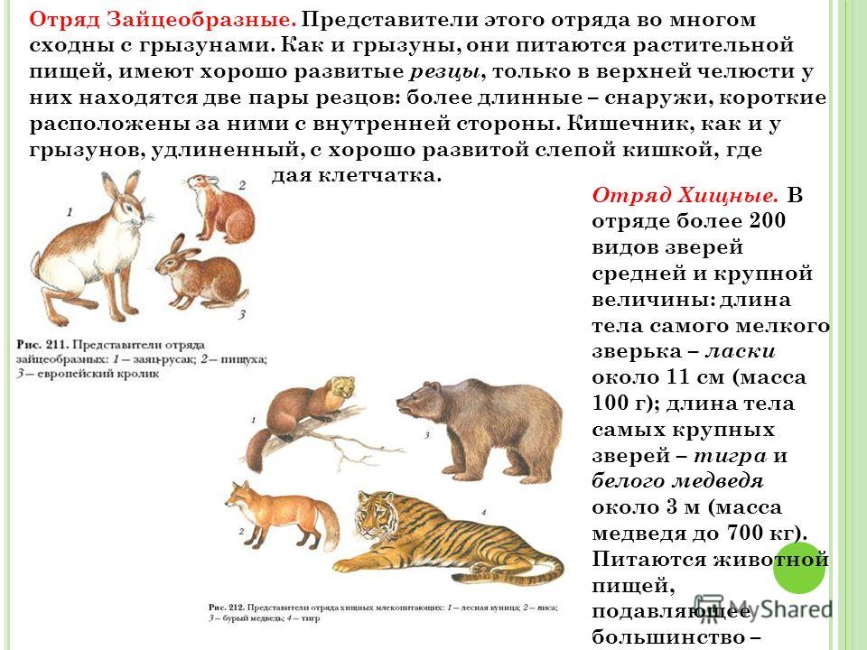 Классы животных млекопитающие. Отряд зайцеобразные среда обитания. Отряд Грызуны отряд зайцеобразные таблица. Отряд зайцеобразные строение. Грызуны и зайцеобразные представители.