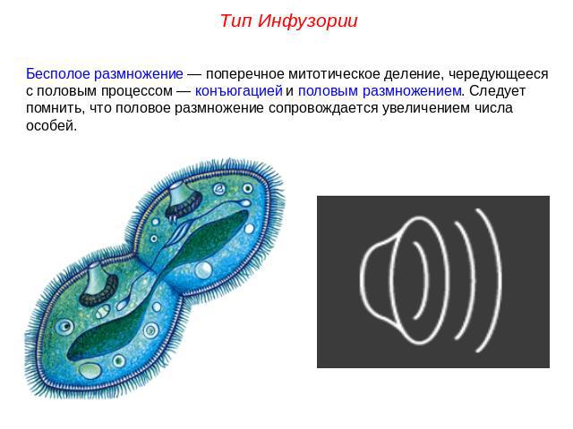 Процесс конъюгации у бактерий. Поперечное деление инфузории туфельки. Формы бесполого размножения таблица с примерами. Процесс конъюгации у инфузорий. Размножение делением клетки.