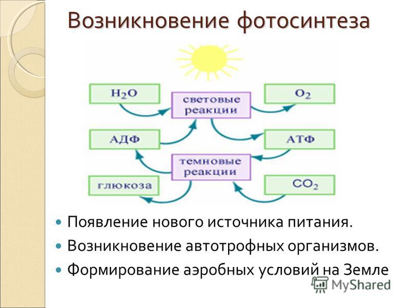 Начальные этапы развития жизни 9. Процесс появления фотосинтеза. Схема процесса фотосинтеза. Роль процесса фотосинтеза. Возникновение фотосинтеза.