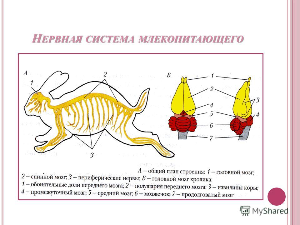 План внутреннее строение млекопитающих