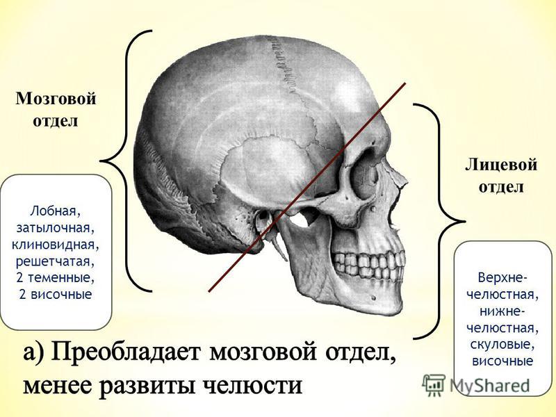Скелет головы особенности строения. Кости черепа мозговой отдел и лицевой отдел. Строение черепа человека мозговой и лицевой отделы. Скелет головы череп мозговой и лицевой отделы. Анатомия головы кости черепа.
