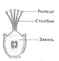 Пучковая завязь