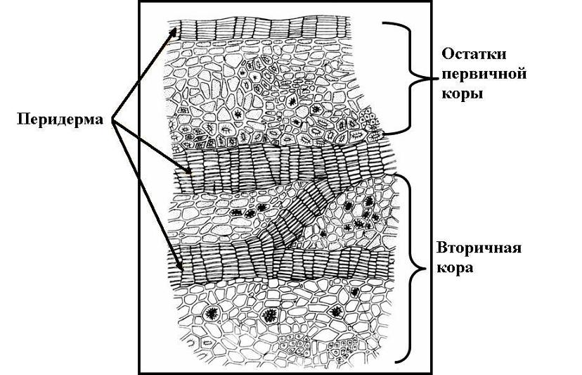 Корка ткани растений. Покровная ткань строение клетки. Третичная покровная ткань схема. Покровная ткань растений устьица. Первичные вторичные третичные покровные ткани.