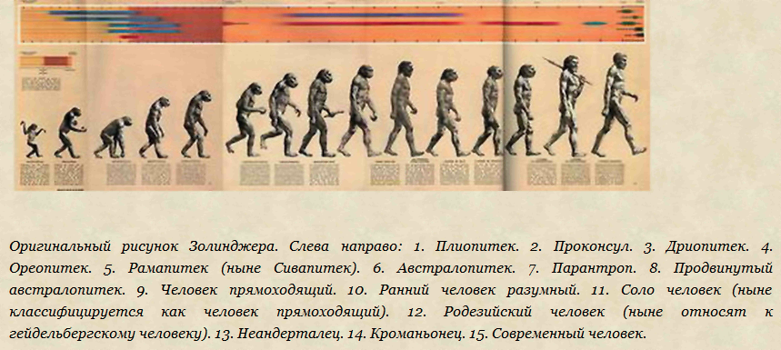Основные этапы эволюции человека от дриопитека до человека разумного схема