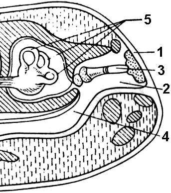 Орган слуха земноводных представлен. Строение уха лягушки. Строение среднего уха амфибий. Строение среднего уха лягушки. Строение уха земноводного.